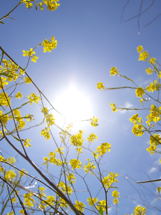 Gelbe Frühlingsblüten