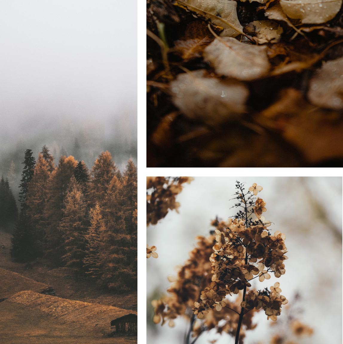 Natur im Herbst