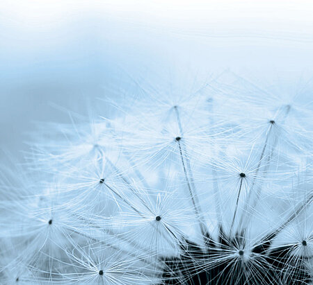 Pusteblume