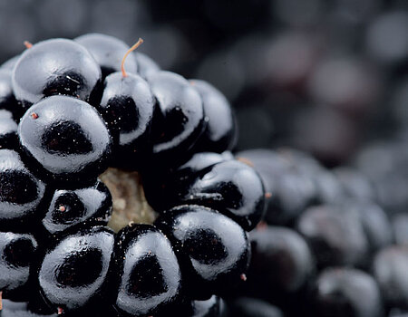 Brombeere