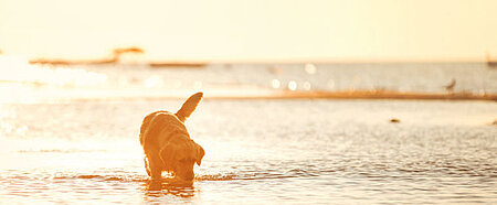 Hund im Wasser