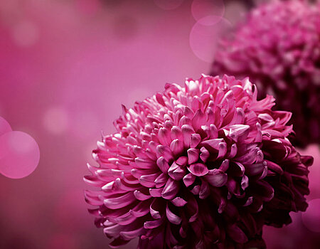 Lila Blume