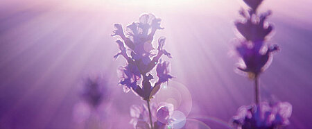 Lavendel