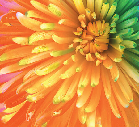 Bunte Blume