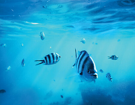 Fische