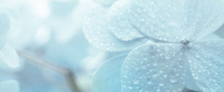 Weisse Blume