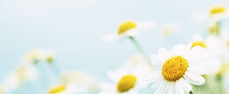 Gänseblume